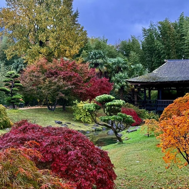 Petit tour dans les Cévennes à la bambouseraie d’Anduze. Lieu hors du temps pour une balade apaisante et poétique. Un moment suspendu au milieu des érables rougis par l’automne. À voir!!!! Merci à notre ami Pedro pour ces jolies photos.