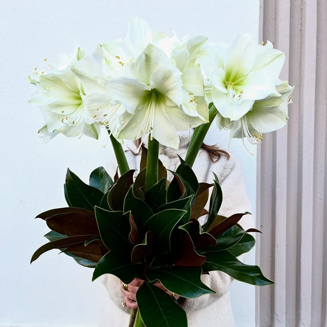 L’élégance et le chic d’un bouquet d’amaryllis blancs. Quelques branches de magnolias pour faire ressortir le blanc, avec sa couleur verte sapin. L’assurance d’un bouquet qui traverse les fêtes ! Optez pour la simplicité. Cliquez sur la photo et faites plaisir autour de vous. #amaryllis #bouquetdesaison #fleurdesaison #fleuristebiarritz #livraisonfleur #livraisonfleurbiarritz #berryfleurdebiarritz