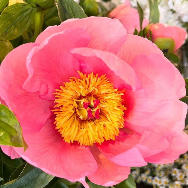 Fête des Mamans !! Anticipez et commandez dès maintenant votre bouquet à livrer ou à retirer. Soit par téléphone au 05.59.41.97.80 ou bien en ligne https://berry-biarritz.com/fleurs-fraiches/ Lien en bio également. #fleuristebiarritz #artisanfleuriste #fleuriste #fêtedesmères #biarritz #bouquetdefleurs #fleursdesaison #pivoine