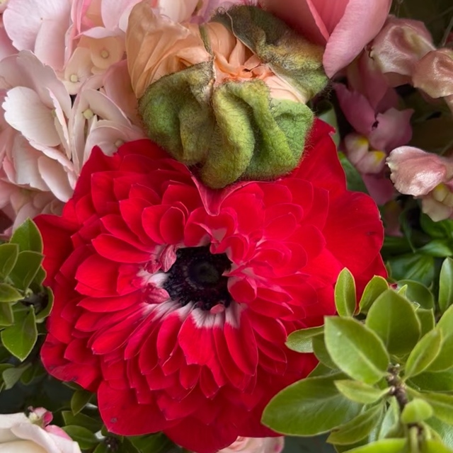 Un bouquet de lover avec de belles tulipes françaises et ces magnifiques anémones Levante en provenance d’Italie. IRRÉSISTIBLE ! Et déjà livré !!! #fleuristebiarritz #xlbouquet #amour #saintvalentin #anémone