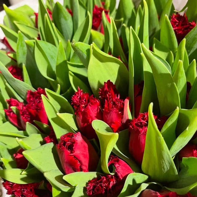 SAINT-VALENTIN 2026 Exprimez votre amour avec des fleurs de saison , tulipes, anémones, renoncules, mimosa et surprenez le ou la !!! ♥️♥️♥️ Si vous êtes plus classique, nous avons de magnifiques roses rouges à gros bouton . #saintvalentin #fleuristebiarritz #fleurdesaison #roserouge