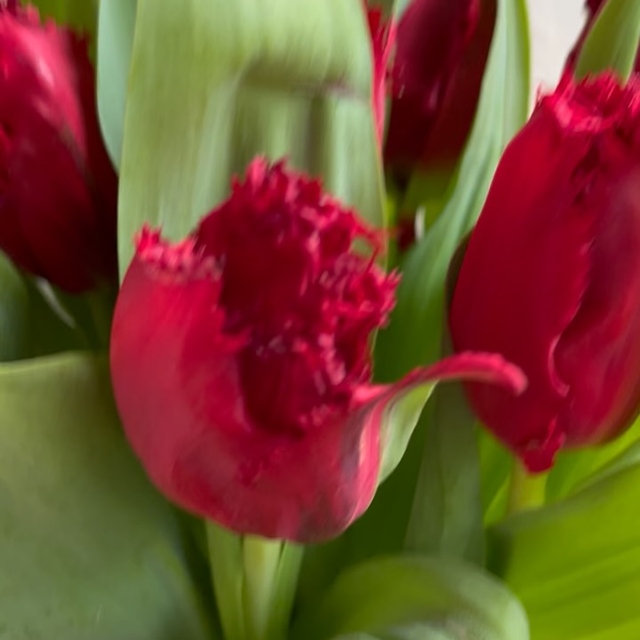 On est loin des 5 fruits et légumes par jour mais on vous propose un fruit et une fleur pour cette Saint-Valentin ! 10 tulipes frangées d’un superbe rouge profond dans un vase « fraise » pour un effet maxi LOVE! #fleuristebiarritz #livraisonbiarritz #saintvalentin #tulipe #fleursdesaison