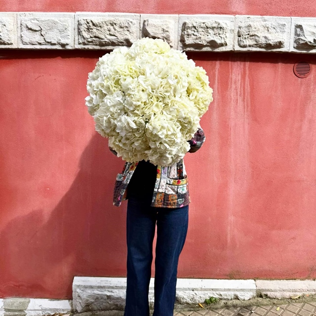 XXL bouquet d’hortensias blancs . Un anniversaire fêté à l’ @hoteldupalais . Un bouquet parmi d’autres pour ce jour si spécial ! #hortensias #xxlbouquet #luxuryhotel #berryfleursdebiarritz #fleuristebiarritz